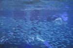 Melba Copland Secondary School Students Enjoy Snorkelling